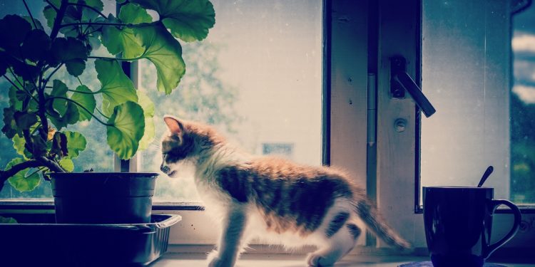 Kitten playing at home on windowsill