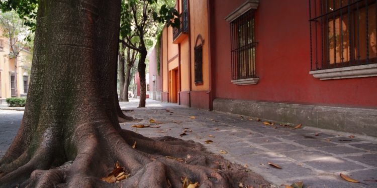 Autumn - Coyoacan Mexico