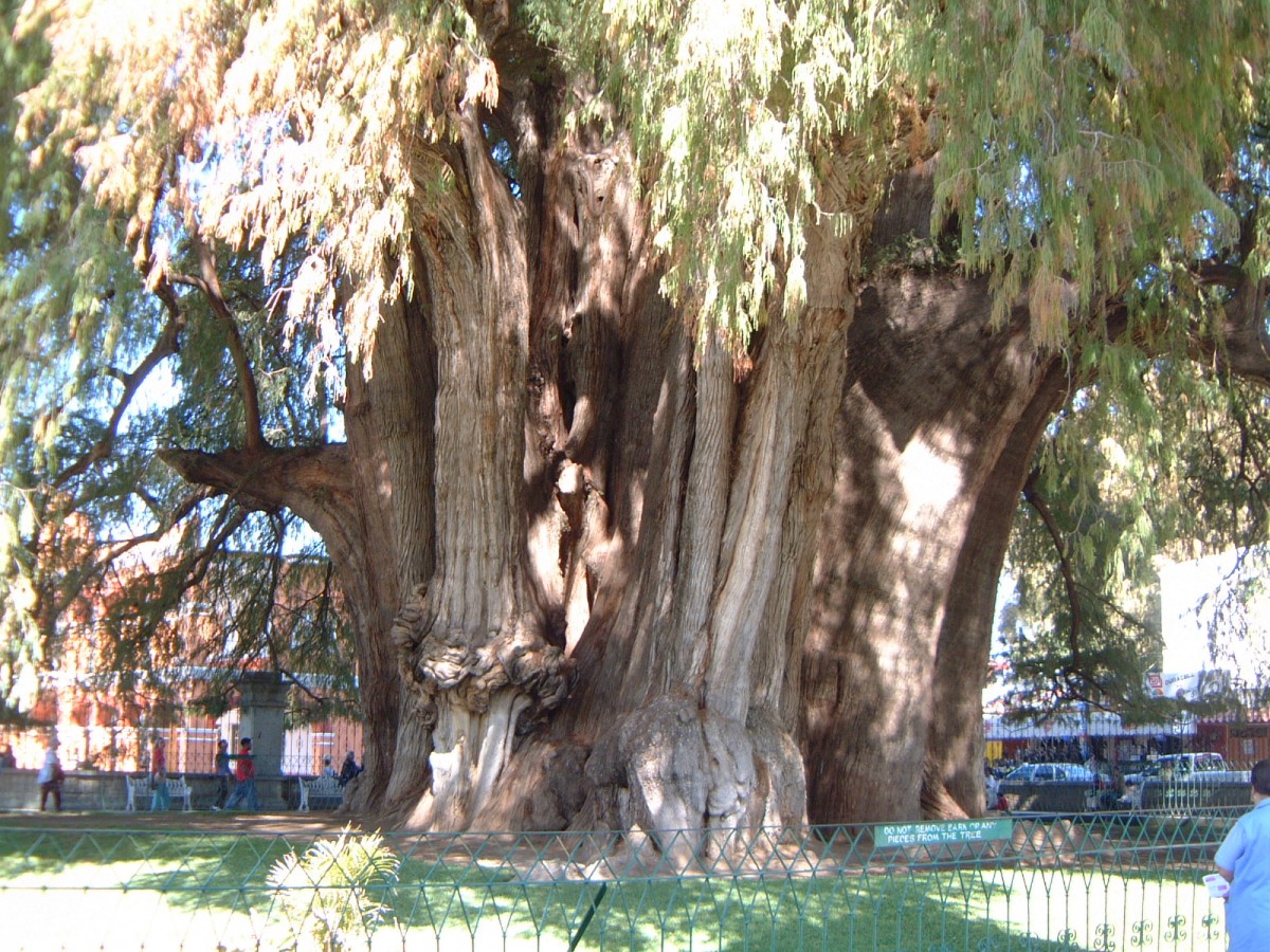 Mexico’s 2,000 Year-Old Living Tree – Mexperience