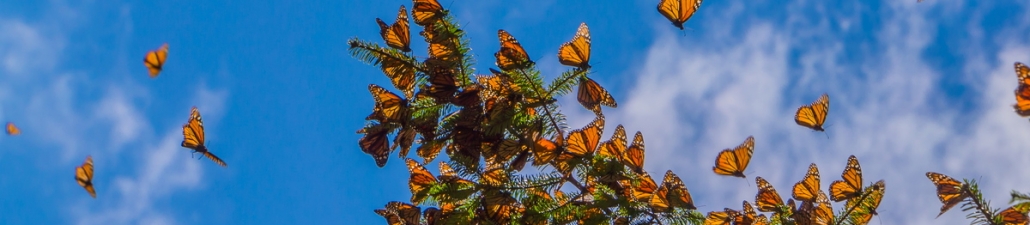 Monarch Butterflies arriving in Mexico